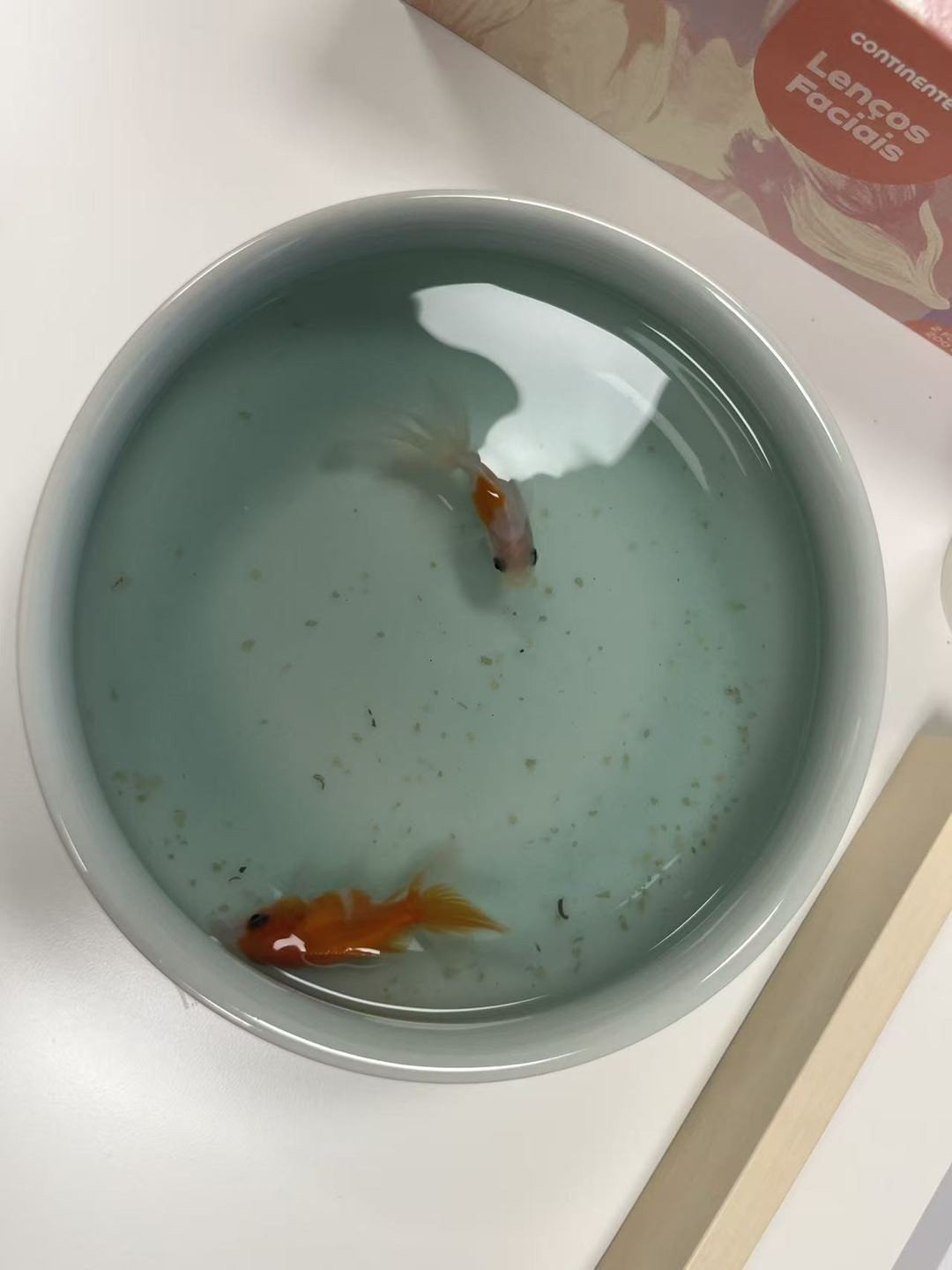 办公室桌上的圆形鱼缸里,一条橙色小鱼和一条白色小鱼正在游动